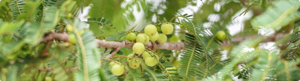 Adavi Amla products 3